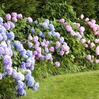 Удобрение твердое Compo для рододендронов и гортензий 1 кг 1795