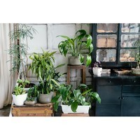 Торфосмесь Compo Complete универсальная 5 л 3184