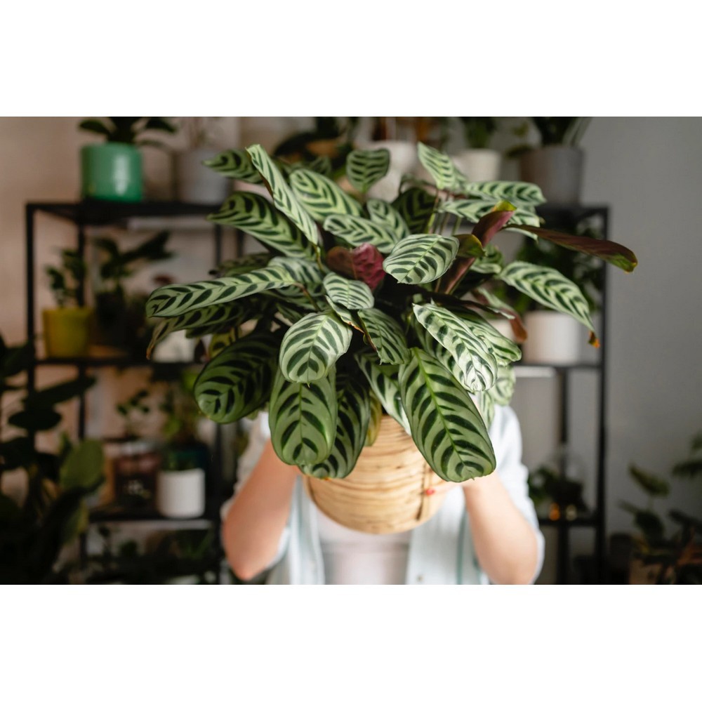 Универсальный спрей Compo Complete 500 мл 6357