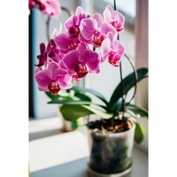 Фото Набор аппликаторов Compo для охидей 30 мл 6 шт N3275-6