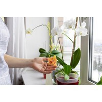 Набор аппликаторов Compo для охидей 30 мл 6 шт N3275-6