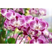 Набор аппликаторов Compo для охидей 30 мл 6 шт N3275-6