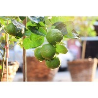 Набор аппликаторов Compo для цитрусовых 30 мл 6 шт N3285-6