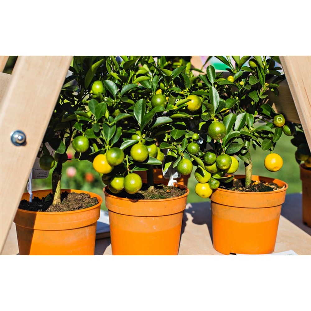 Набор аппликаторов Compo для цитрусовых 30 мл 6 шт N3285-6